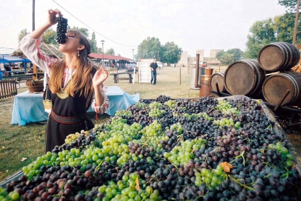 Vinogradari Levča završili berbu, kvalitet odličan