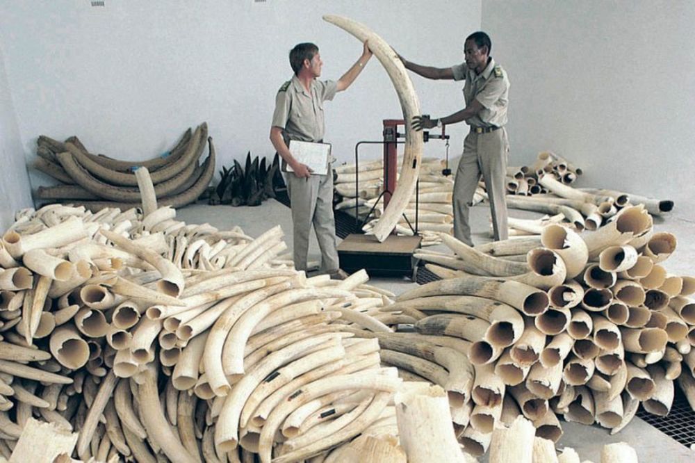 Togo: Uhapšen zbog ubistva 10.000 slonova