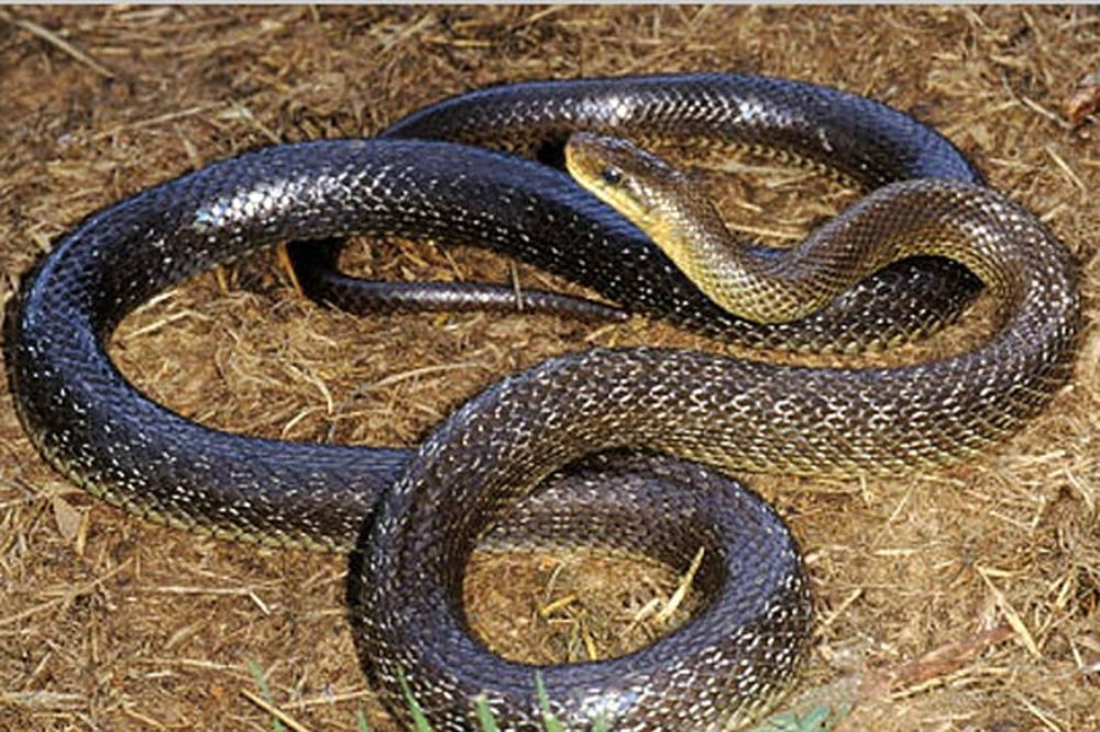 BIH U PANICI: Invazija zmija zbog klimatskih promena