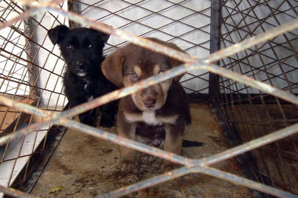 KUPLJEN HEKTAR: Azil za pse i mačke gradiće se u selu Gari