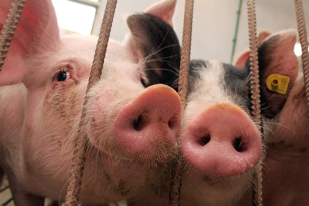ZBOG RUSKOG EMBARGA: Austrijski svinjari u panici, cena mesa pada iz dana u dan!