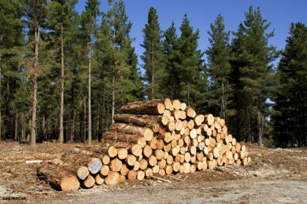 Zlatiborske šume stradaju pred naletom investitora