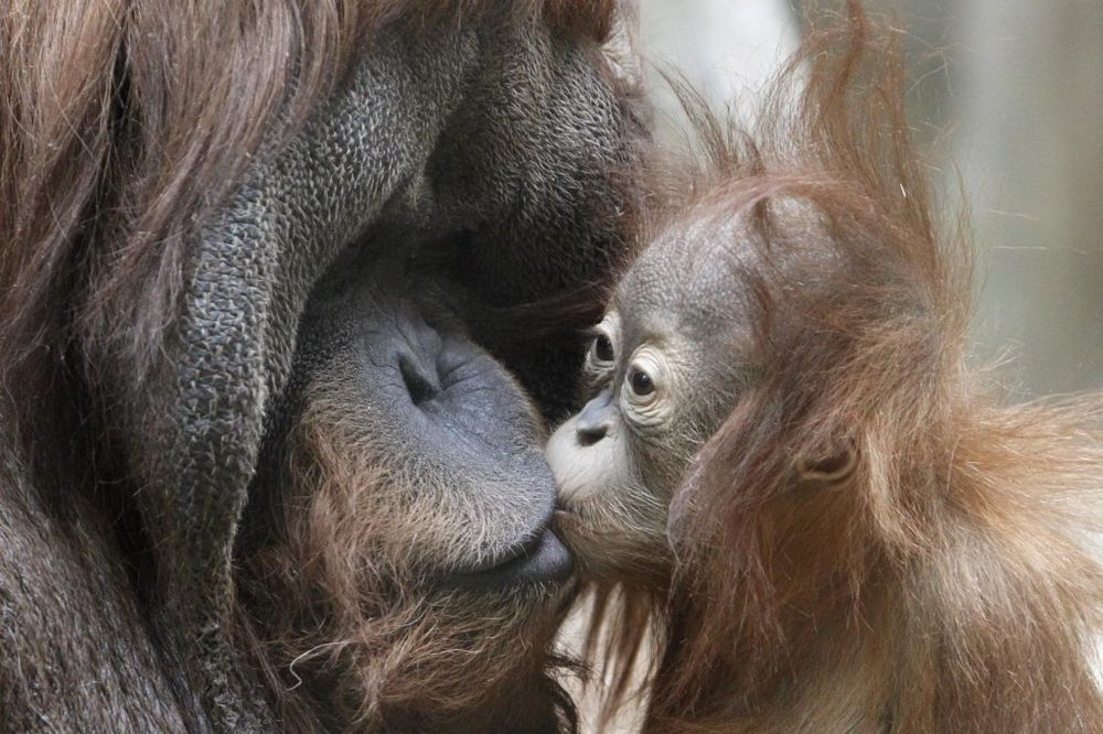 Orangutan pametniji od doktora nauka