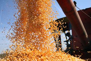 Oduzeto 724 tone kukuruza i 38 tona pšenice