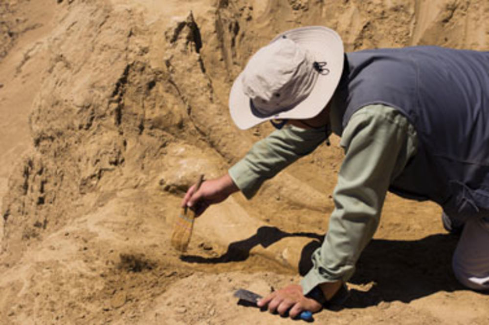 Počelo iskopavanje kostiju mamuta u Viminacijumu