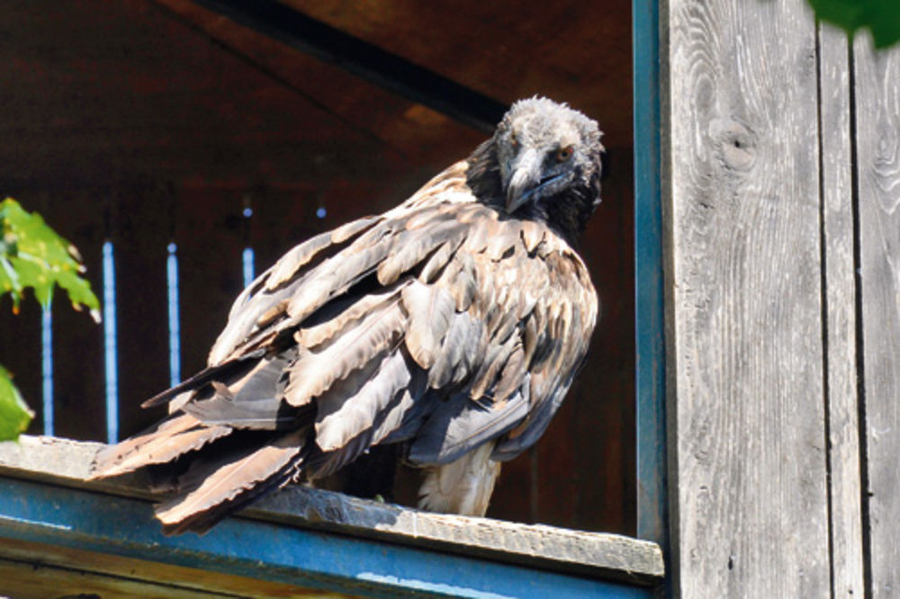 U beogradski zoo-vrt stigla ženka orla bradana