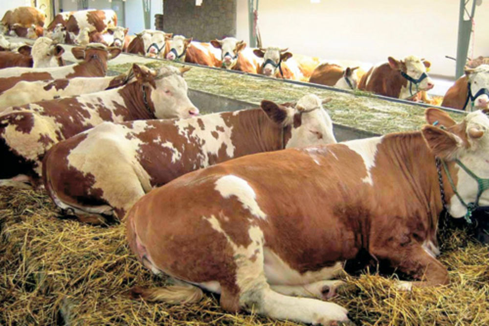 Dukat obustavio otkup mleka sa 180 farmi
