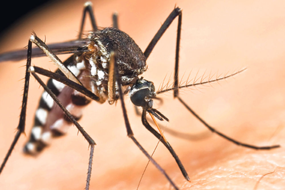 GROZNICA ZAPADNOG NILA: Komarci manje opasni nego prošlog leta!