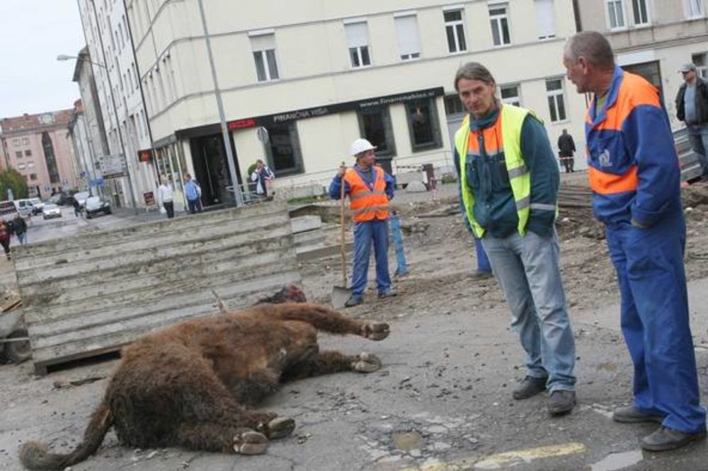 JURNJAVA U MARIBORU: Pomahnitali bik pobegao iz klanice