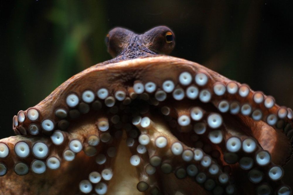 REKORDERKA: Hobotnica 4 pune godine leži na jajima