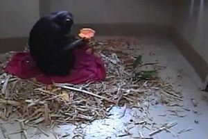 Rođenje bebe šimpanze u direktnom Internet prenosu