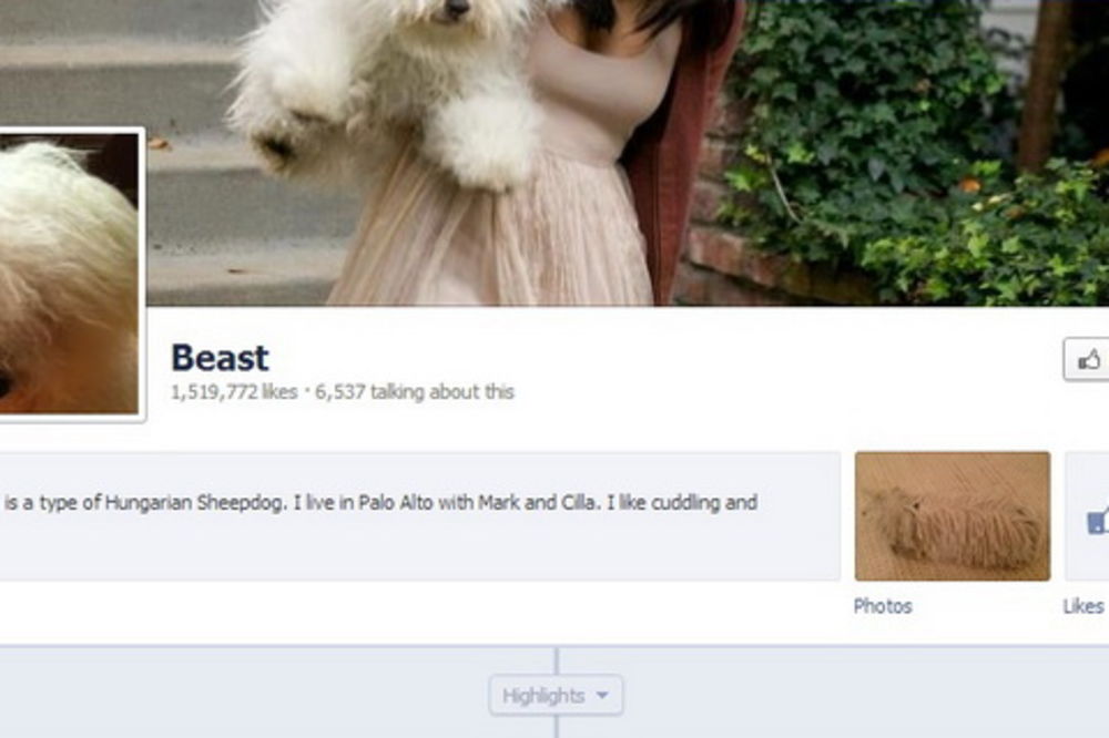 Na Fejsbuku profile imaju psi, mačke i tosteri!