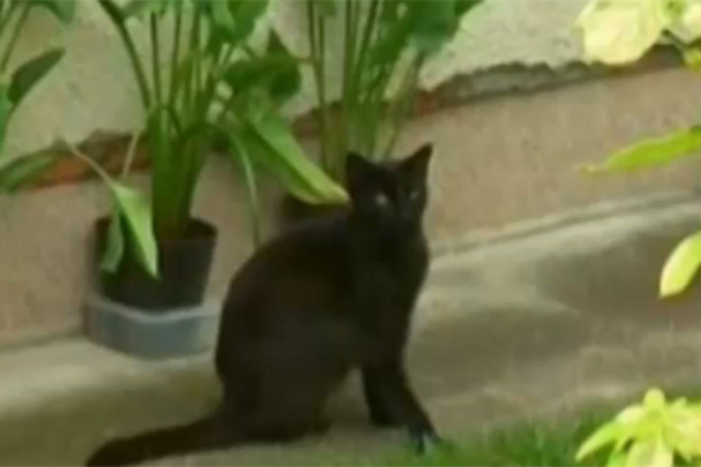 LOŠE ZA SELFI: Ljudi masovno napuštaju crne mačke jer nisu fotogenične!