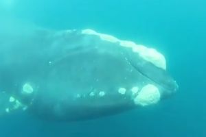 POGLEDAJTE: Hrabri ronilac rizikovao život da spase kita!