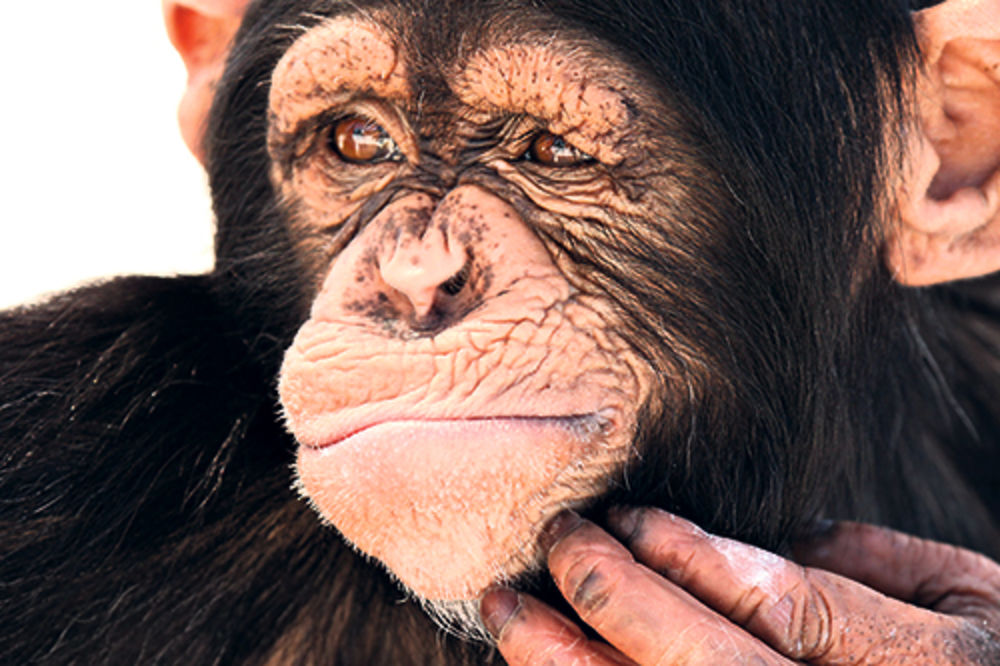 MAJMUN RADI ŠTO MAJMUN VIDI: Sud u Njujorku razmatra da li su šimpanze osobe?!