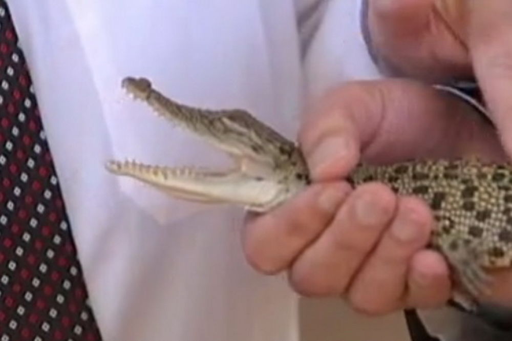 A OD AUSTRALIJE: Malom princu Džordžu krokodil imenjak na dar!