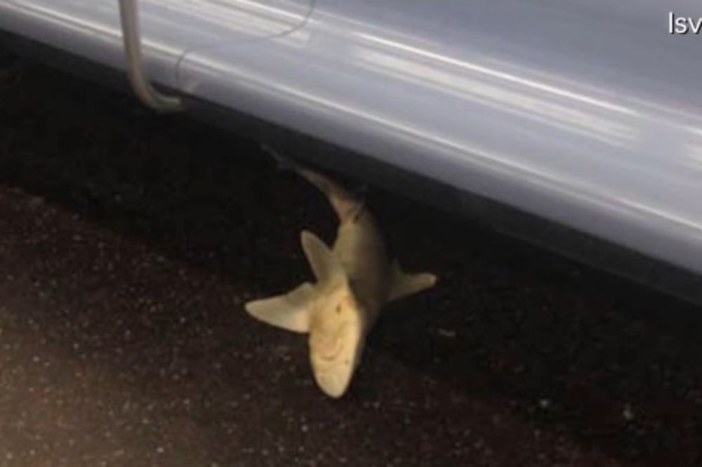 ZALUTALA: Nađena mrtva ajkula u njujorškom metrou