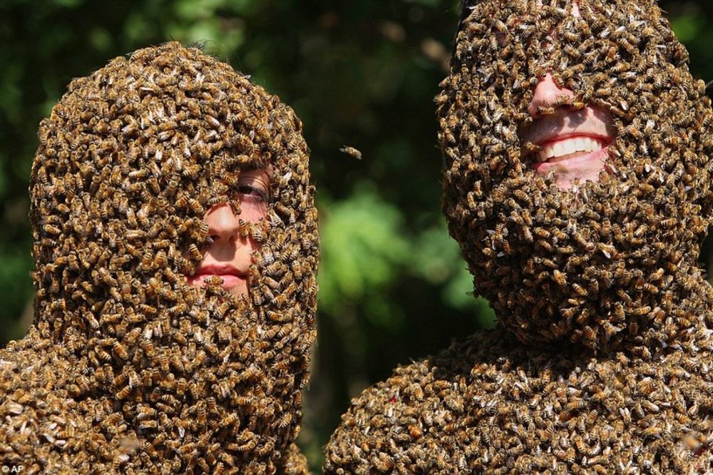 HRABRO: Revija pčelinjih brada u Kanadi