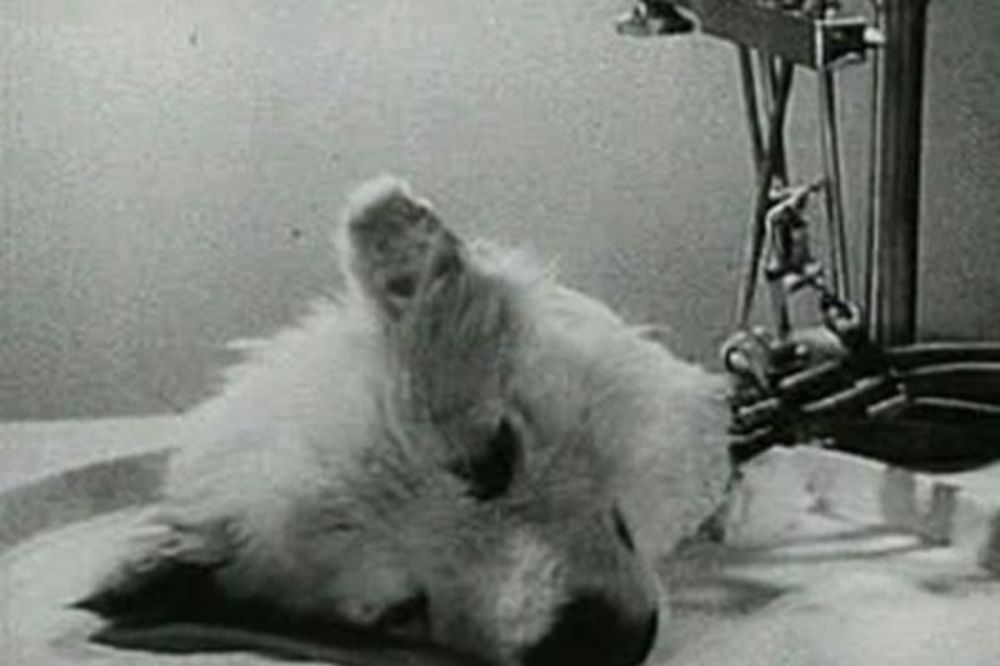 ZOMBI KUČE: Rusi oživeli odsečenu glavu psa!