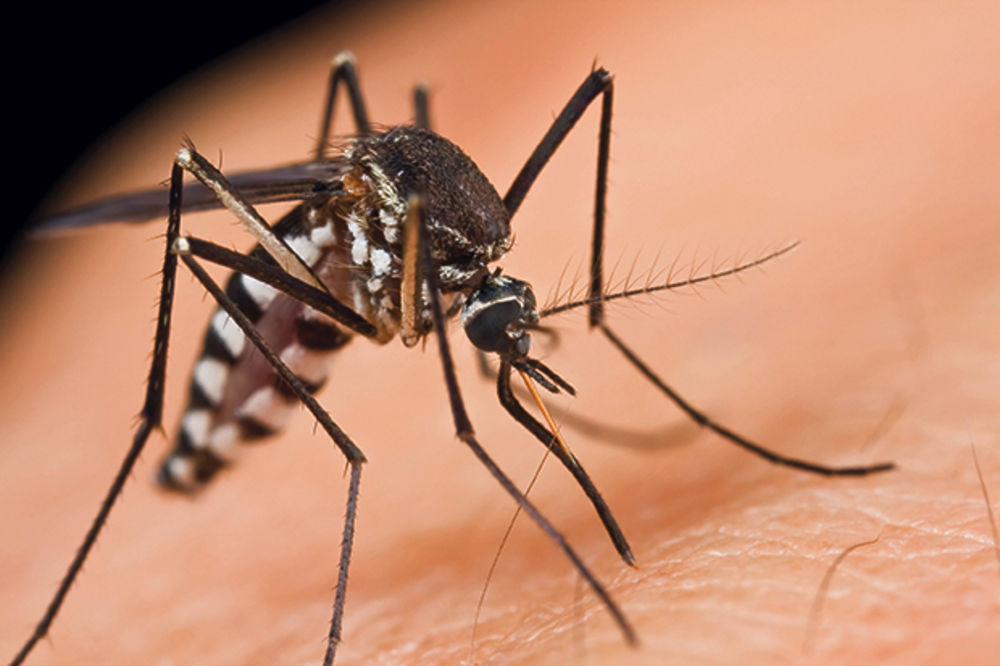 NAPRAVITE ZAMKU: Kako se odbraniti od komaraca na prirodan način