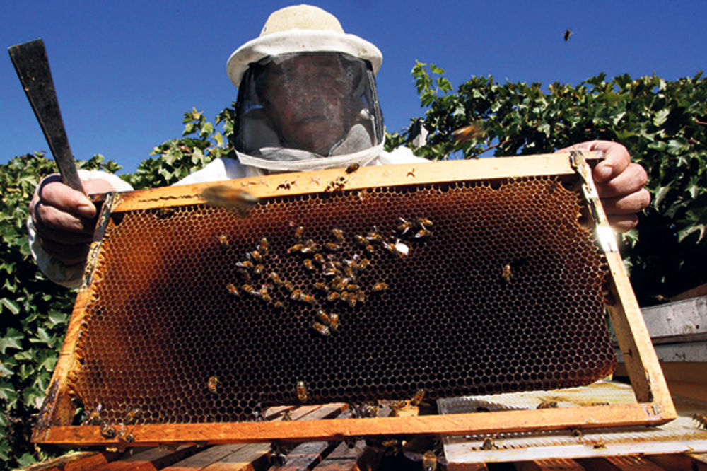 DOBAR BIZNIS: Med može da donese milione dolara