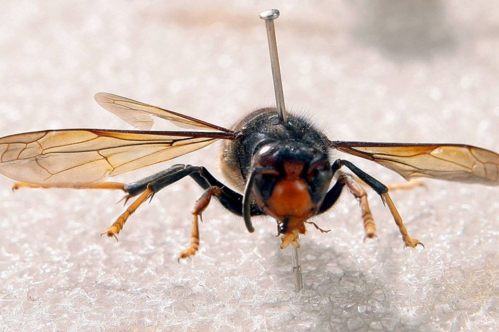 PANIKA U SLOVENIJI: Stigao azijski stršljen, koji ubija pčele, ali i ljude!