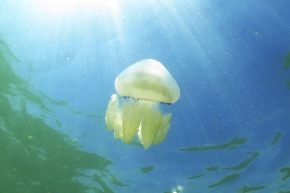 ČUVAJTE SE: Kako izgleda kada vas napadne meduza!