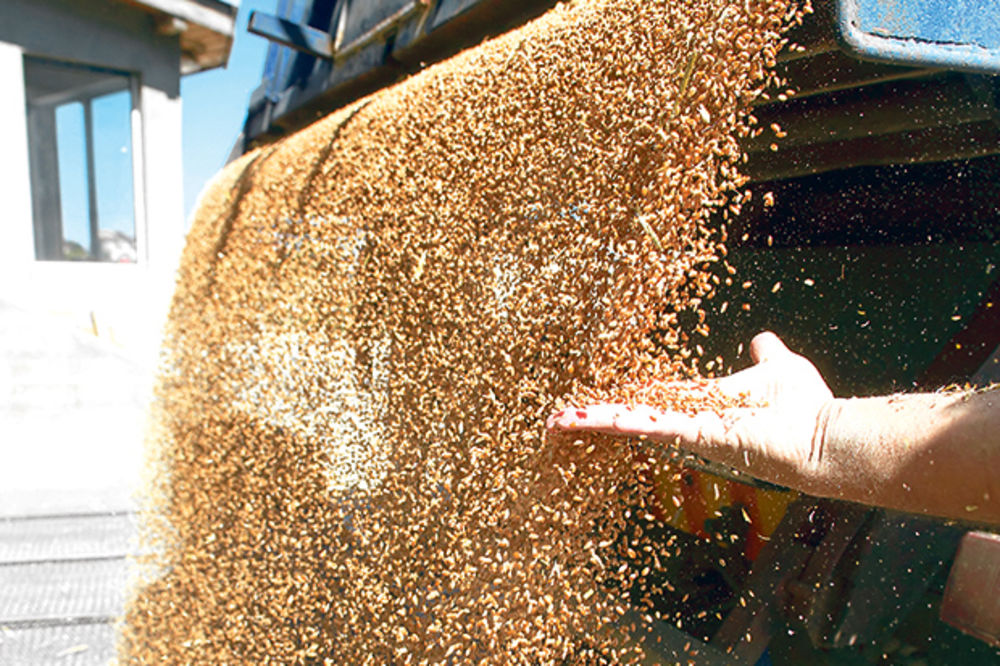 PREDLOG PRIVREDNE KOMORE: Robne rezerve da otkupe 100.000 tona pšenice po 20 din za kilogram
