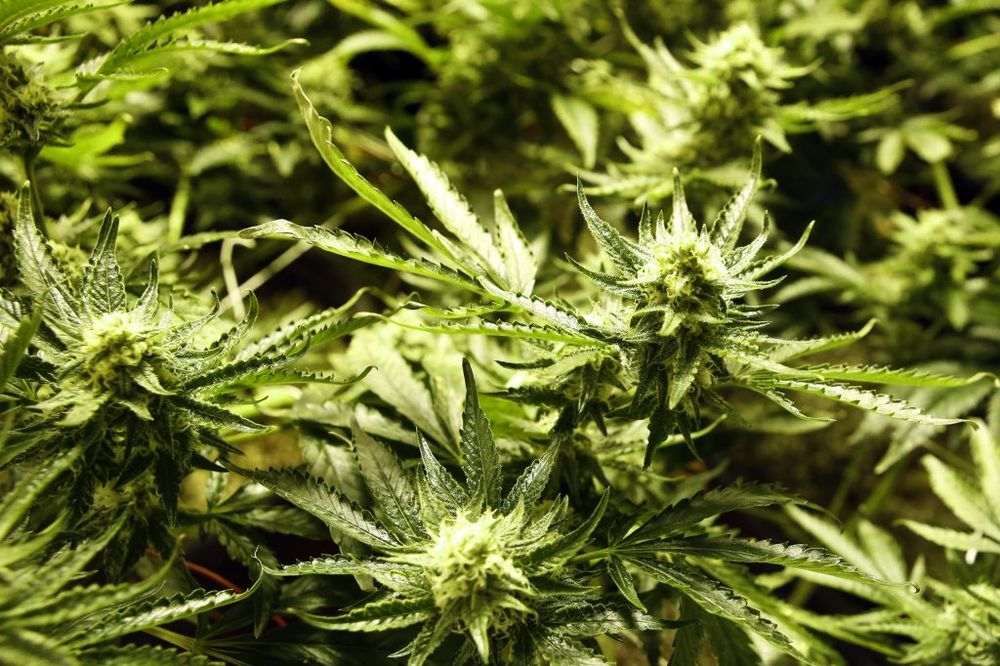 ŠAŠINCI: Policija otkrila 75 sadnica marihuane