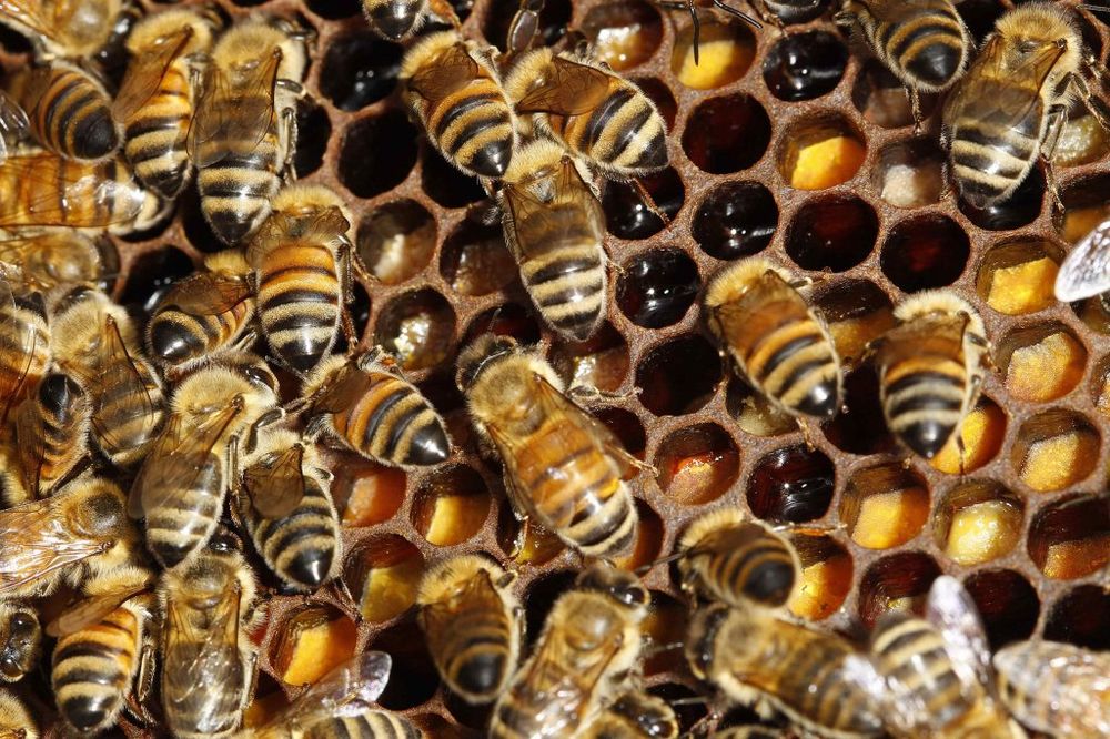 SVE ZA REKLAMU: Prekrio telo sa 460.000 pčela!