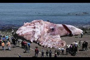 KO MOŽE DA POVERUJE: Internetom kruži fotka lignje, velike kao kit!