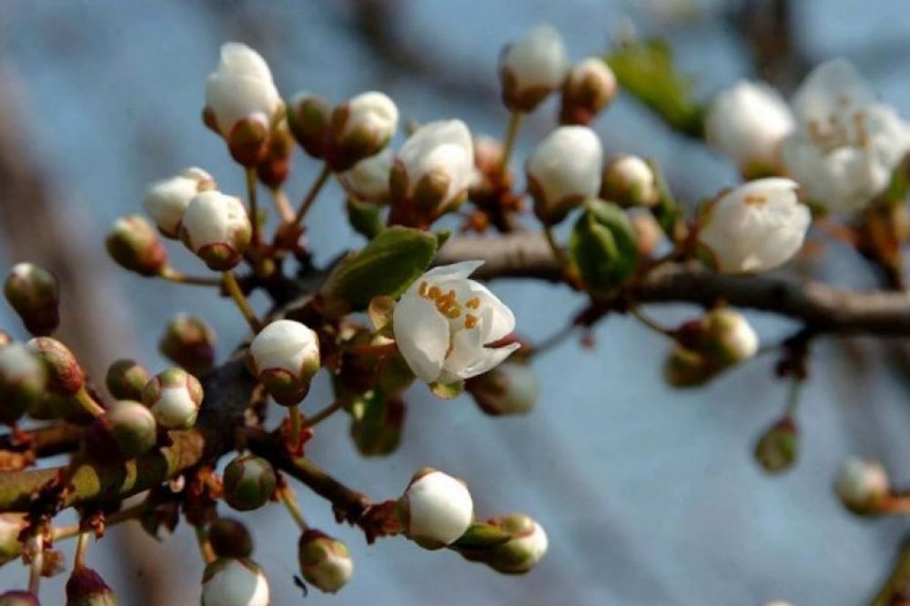 ČUDO POSLE GRADA: Procvetali bagrem, jabuka i kruška u okolini Blaca