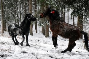 POGLEDAJTE: Konji zaigrani na snegu na planini Bosanji