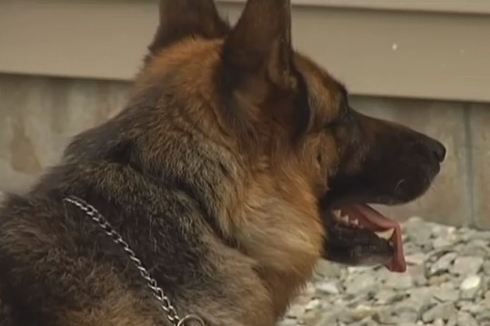 PREVIŠE LENJ: Policijski pas otpušten jer se igrao sa konzervama na dužnosti