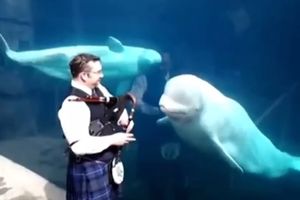 NEPOMIČAN: Gajdama hipnotisao kita, nije mogao da se mrdne!