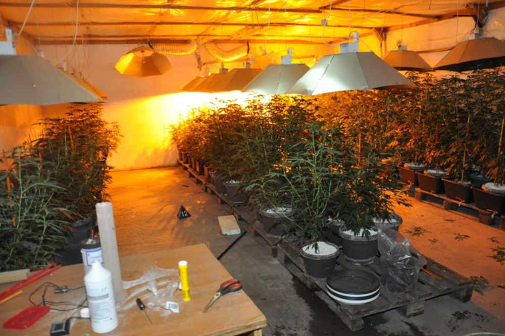 U FABRIČKOJ HALI: Otkrivene laboratorije marihuane u Barajevu