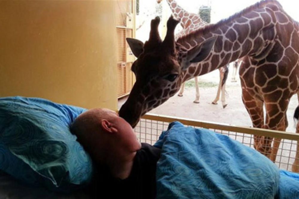 DIRLJIVO: Radnika zoološkog vrta na samrti dovezli da bi se oprostio od životinja
