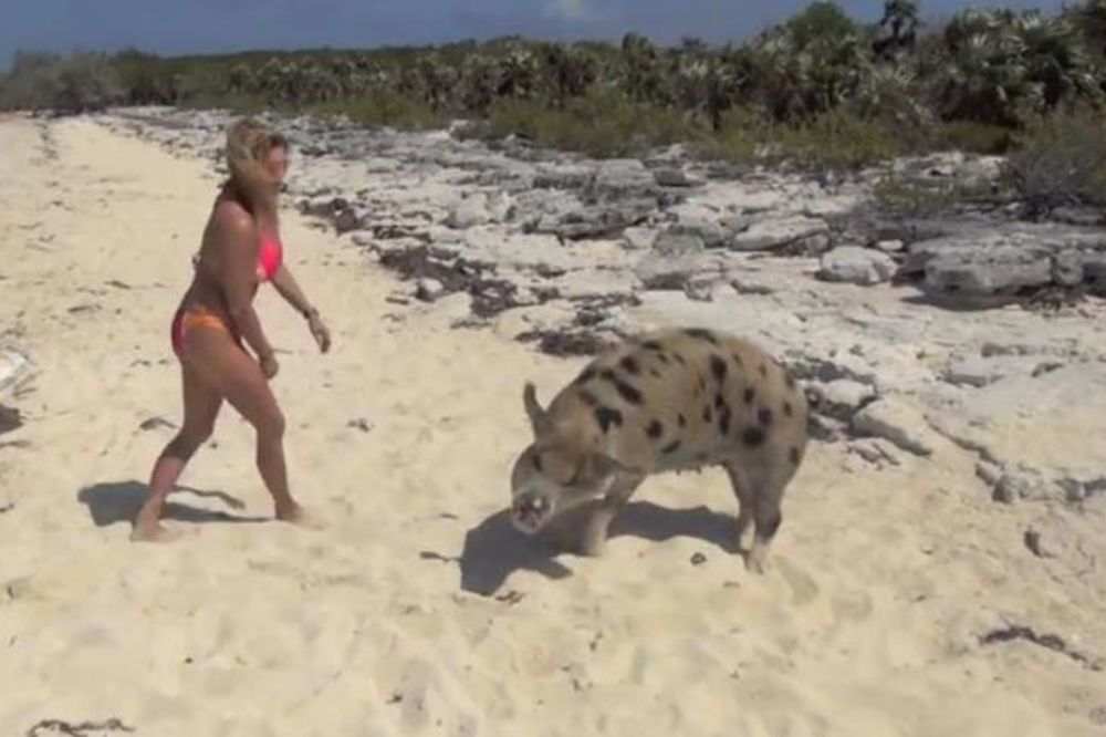 I ONE IMAJU SVOJU PLAŽU: Pogledajte kako se svinje brčkaju na Bahamima