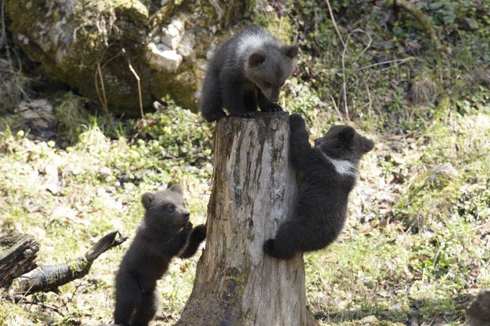 LEPA VEST: Tri mečeta siročeta pronašla utočište u zoo-vrtu na Paliću