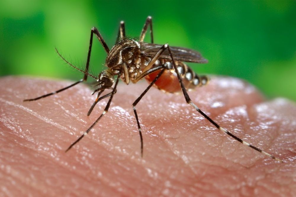 BEOGRAD: Večeras udar na komarce
