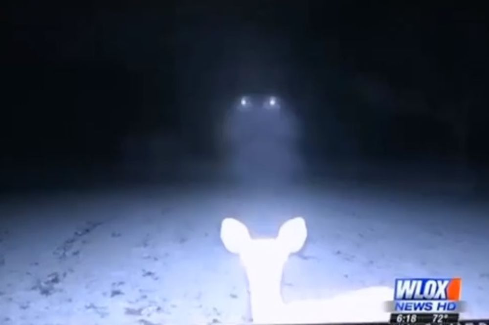 JEZIVO: Postavili kameru da bi snimili jelene, ali ono što su videli ih je prestravilo