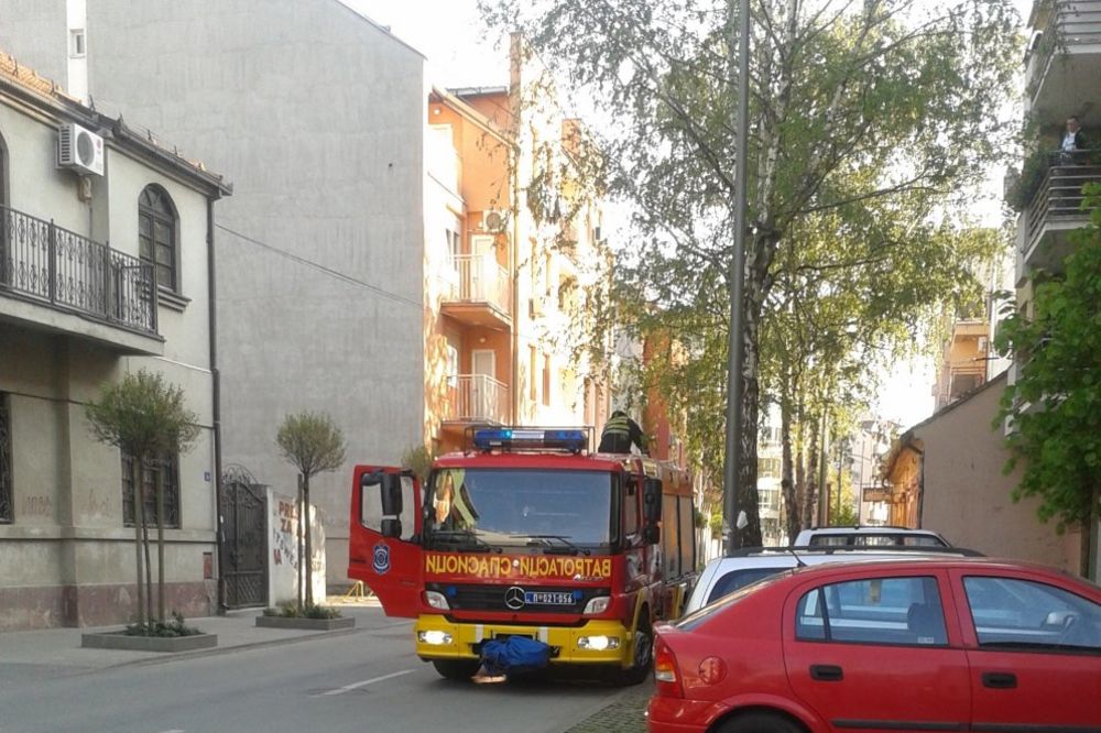 ČITAOCI JAVLJAJU: Novosadski vatrogasci spasli preplašenu macu sa drveta