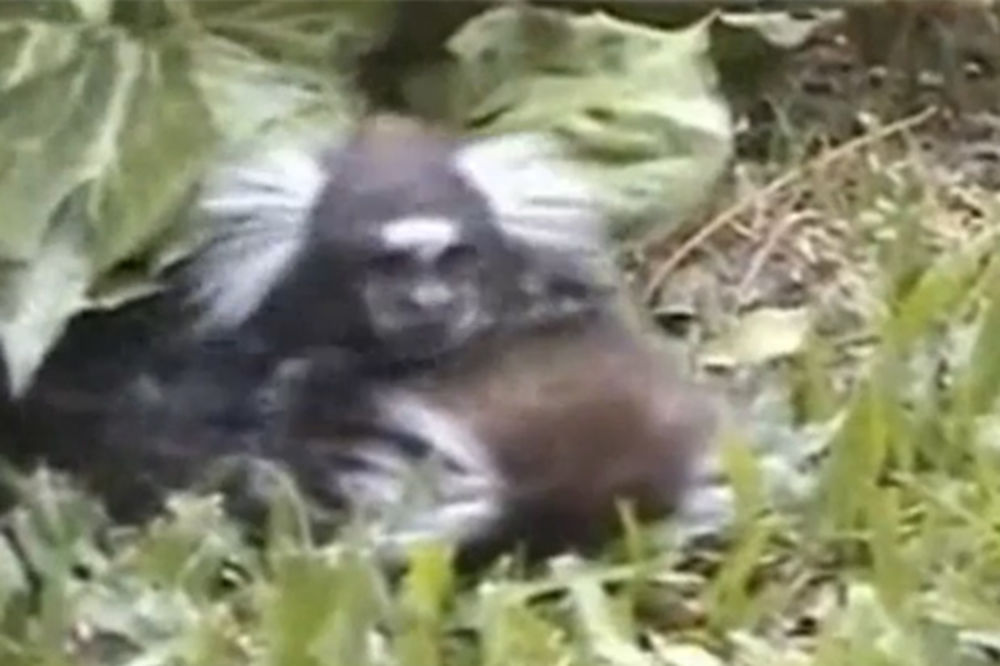 (VIDEO) Snimak majmuna koji u naručju drži svoju umiruću ženku nateraće vam suze u oči