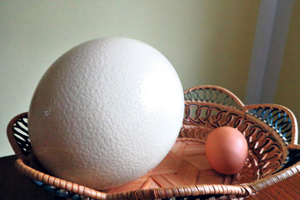 DŽINOVSKO: Nojevo jaje može da nahrani porodicu