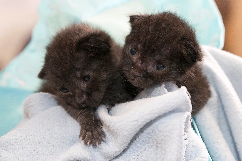 PREŽIVELI NEMOGUĆE: Tek rođeni mačići Maus i Vifi proputovali u kutiji pola Amerike!