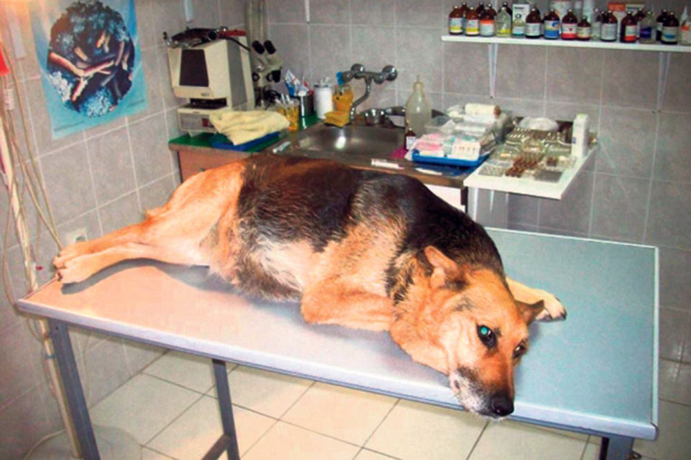 SODOMIJA: Srbin silovao psa u Kotoru!