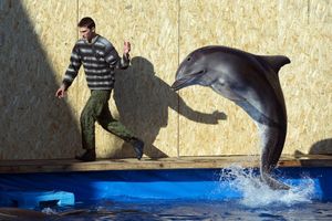 30 borbenih delfina i foka američke vojske na vojnoj vežbi NATO u Crnom moru