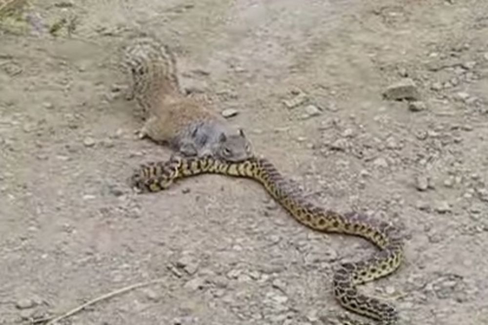 HRABRA MALA: Veverica htela da pojede zmiju!