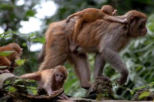 PRINOVA U JAGODINI: Rođen prvi majmun u zoološkom vrtu!
