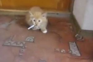 NAVUKLA SE: Ova maca obožava cigarete!